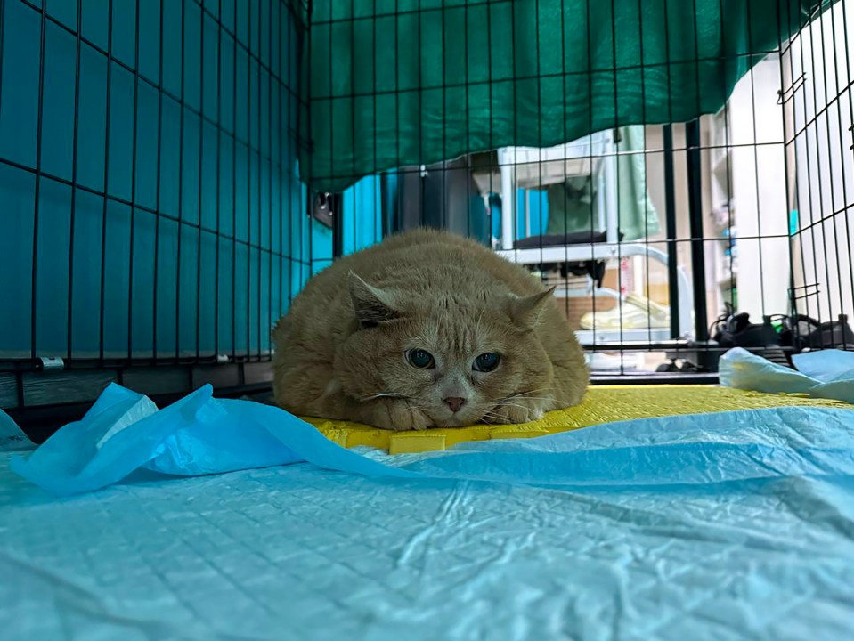 Photo shows overweight cat Kroshik at the veterinary clinic in Perm