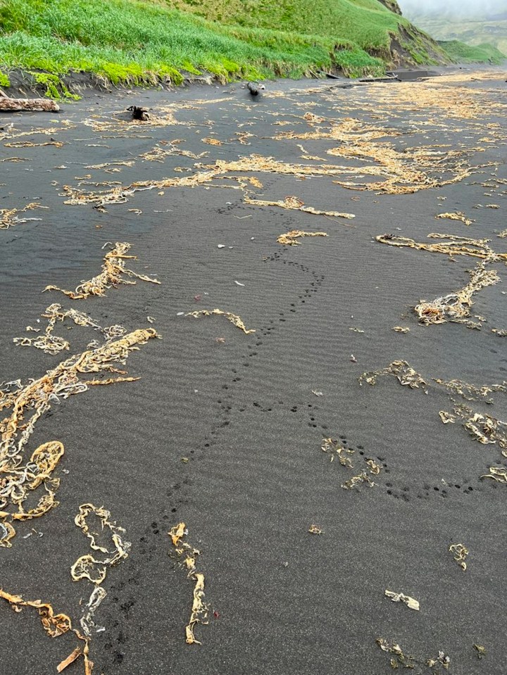 Rat tracks were discovered on the uninhabited Kiska Island, Alaska, where the U.S. Fish and Wildlife Service aims to study the potential for rat eradication efforts