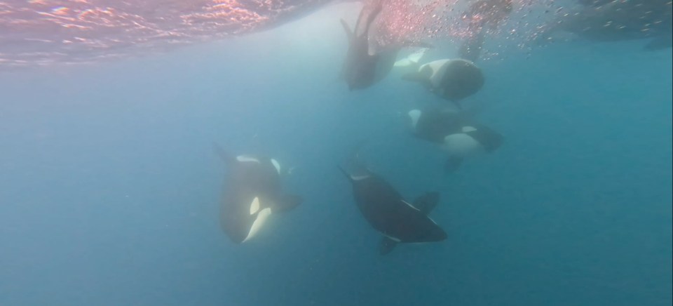 The group encountered a pod of 15 orcas on one of their trips