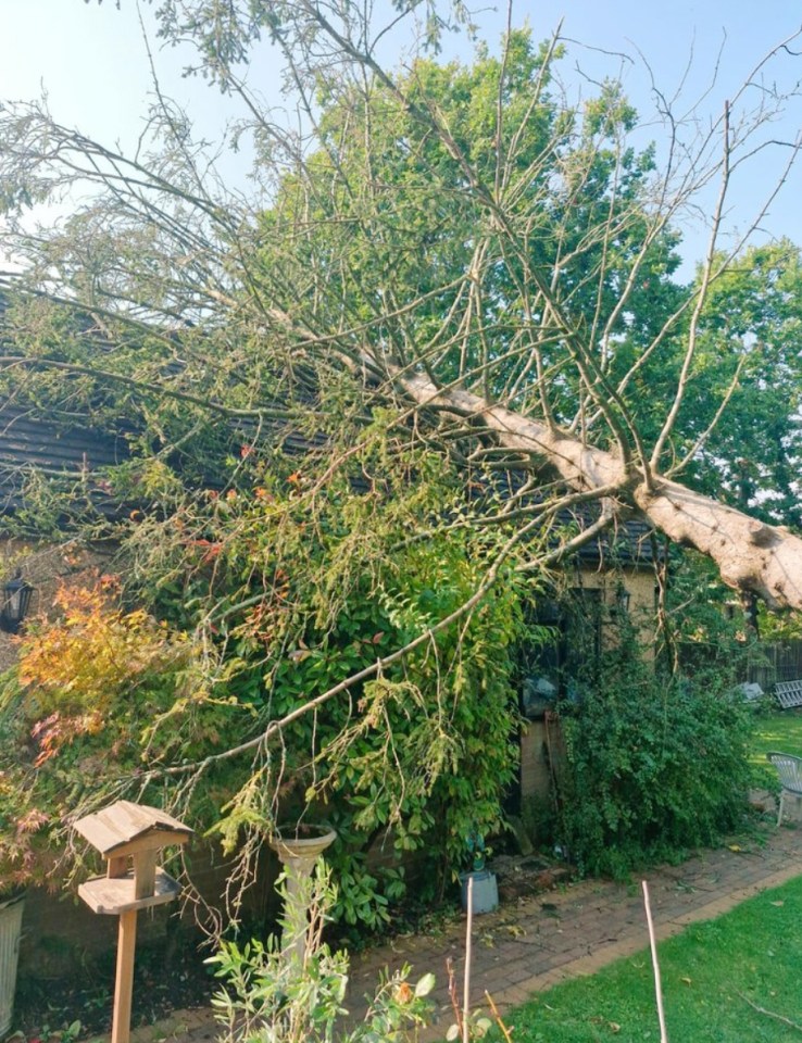 a tree that has fallen on a house in the backyard