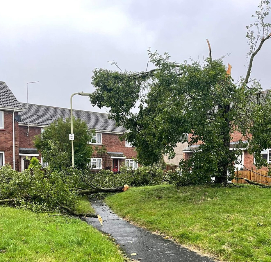 a tree that has fallen in front of a brick house