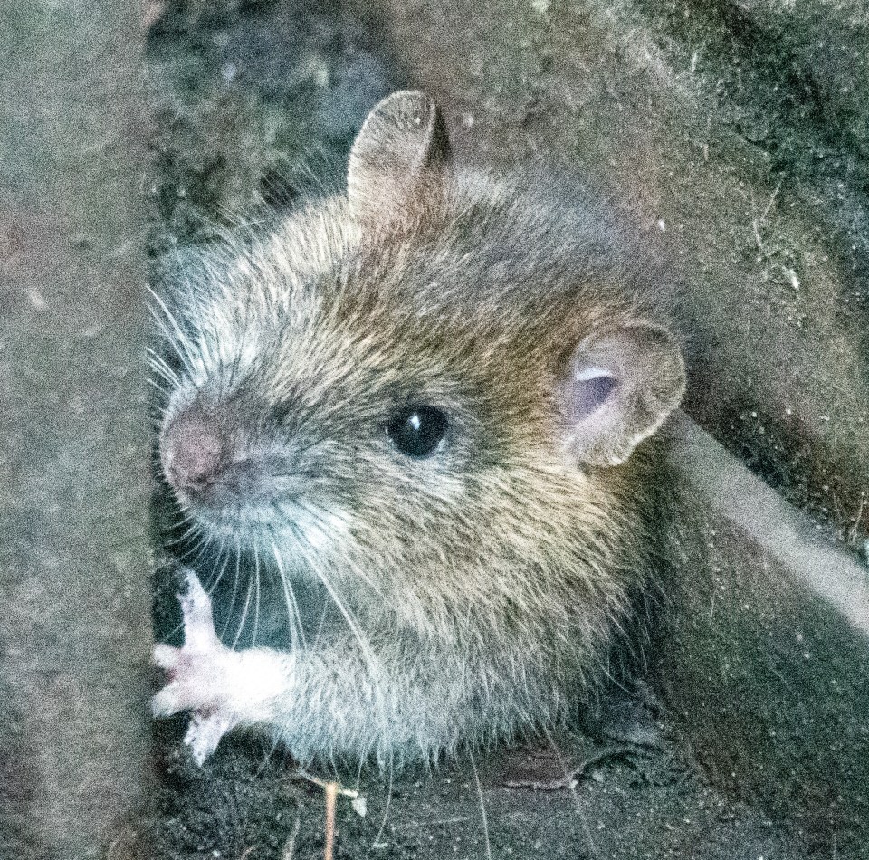 Rats are more prevalent in big cities where there is a build-up of people, says Mark