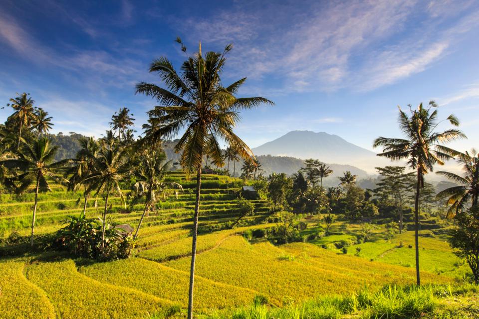 a lush green field with palm trees and a mountain in the background