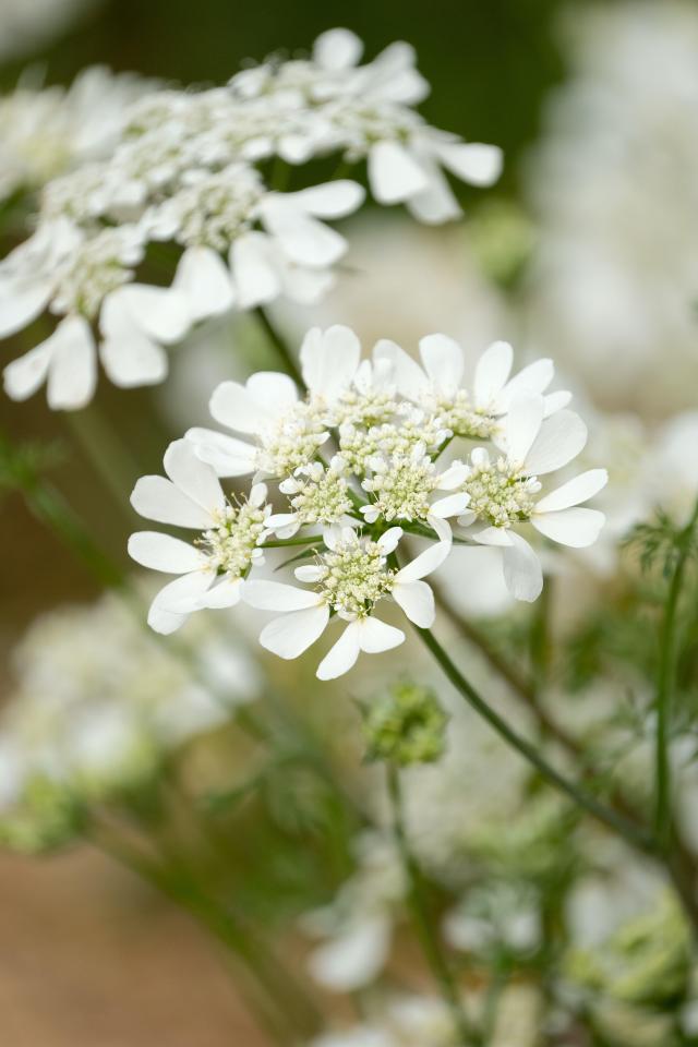 a close up of a white flower with a green background