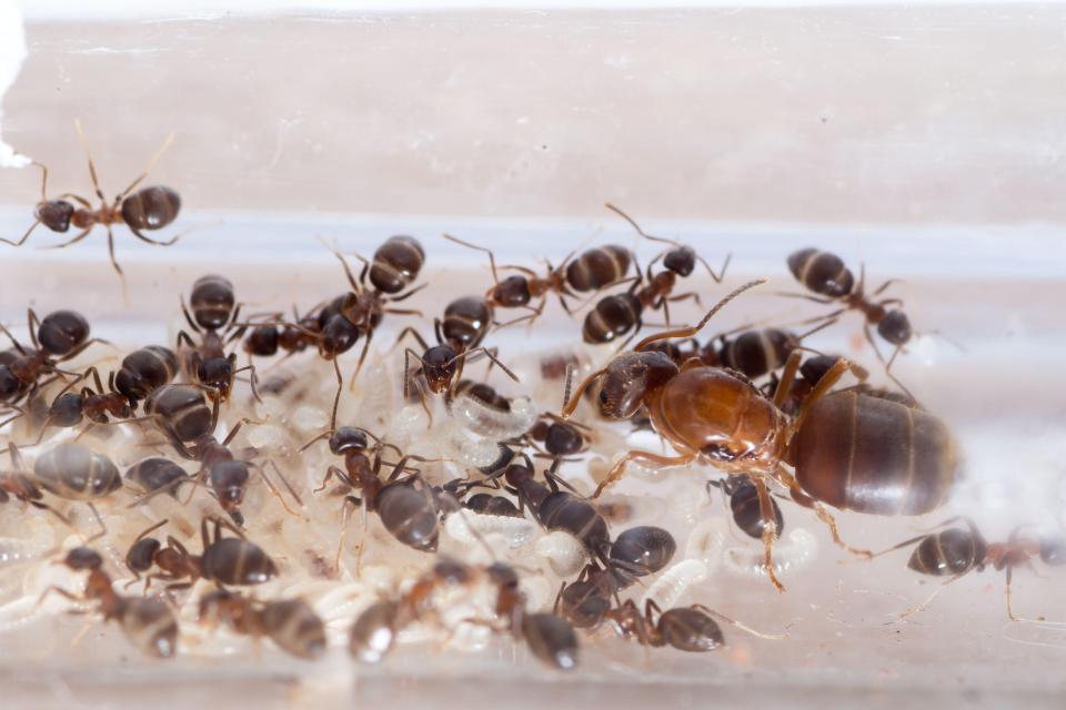 Colony of Lasius emarginatus in a test tube which are taking over New York