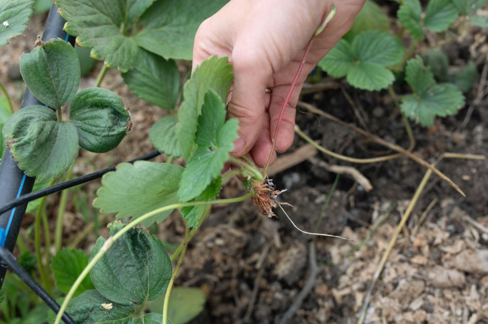 Now is a great time to plant strawberries