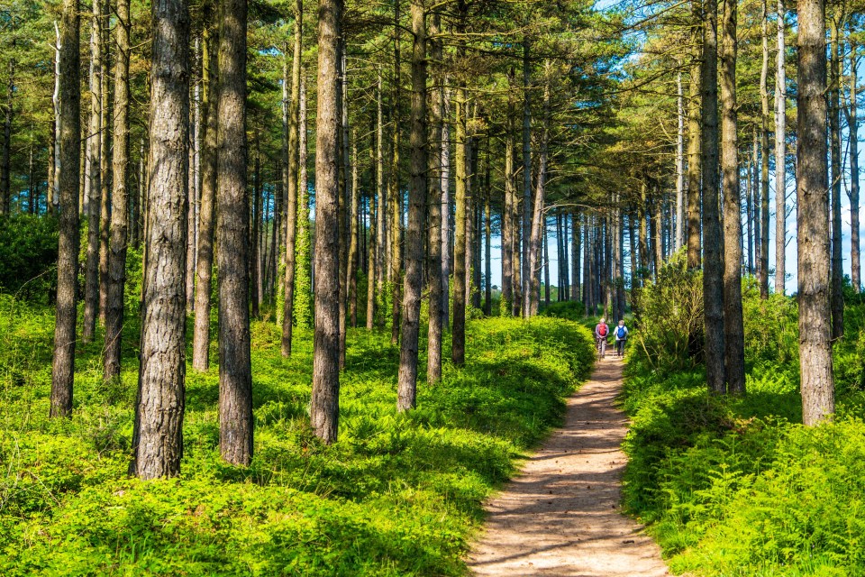 two people are walking down a path in the woods