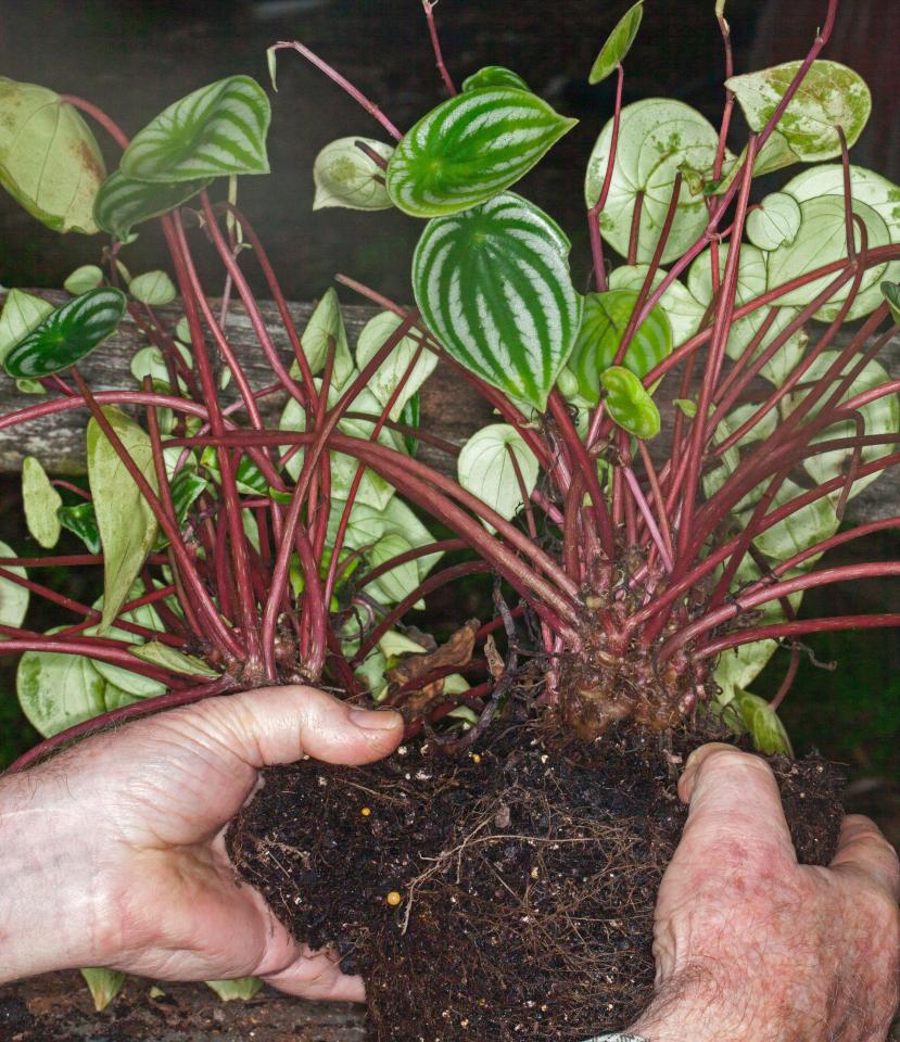 Make sure to divide and replant your perennials this weekend