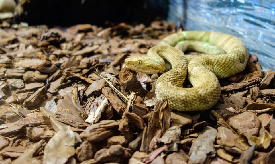 The island is home to thousands of golden lancehead snakes