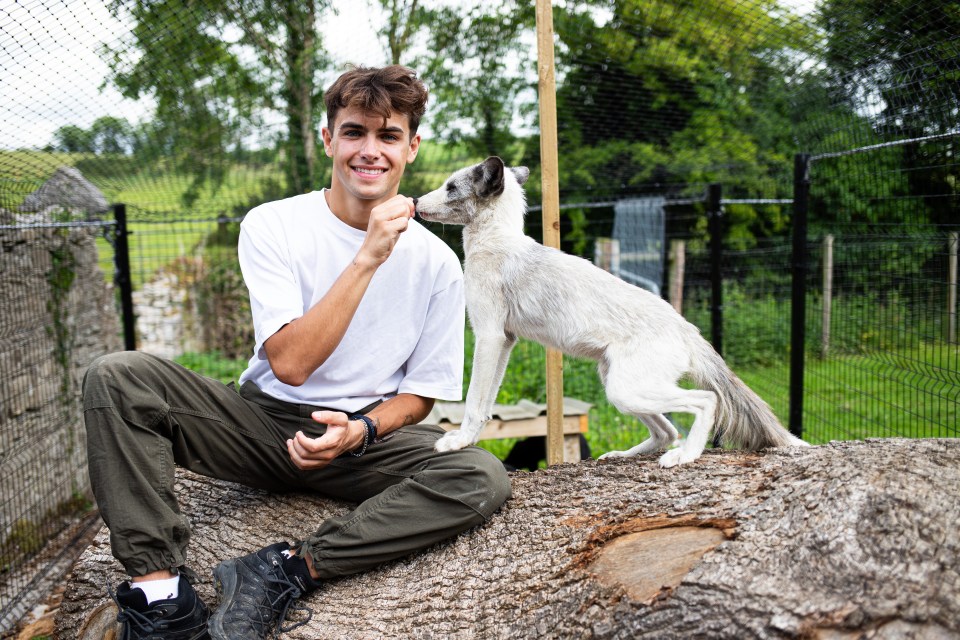 Kyle will have a second chance at fame on We Built A Zoo alongside Pongo the fox