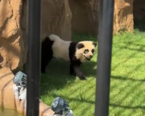 a panda bear is standing in the grass behind a fence