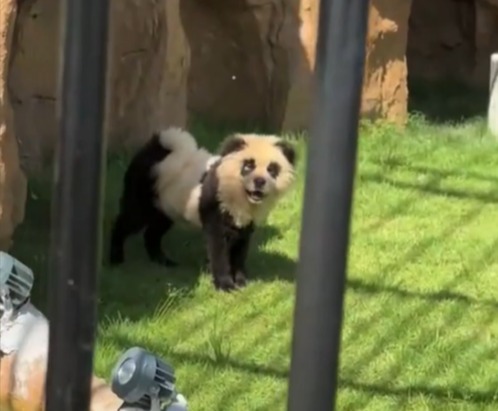 a panda bear is standing in the grass behind a fence