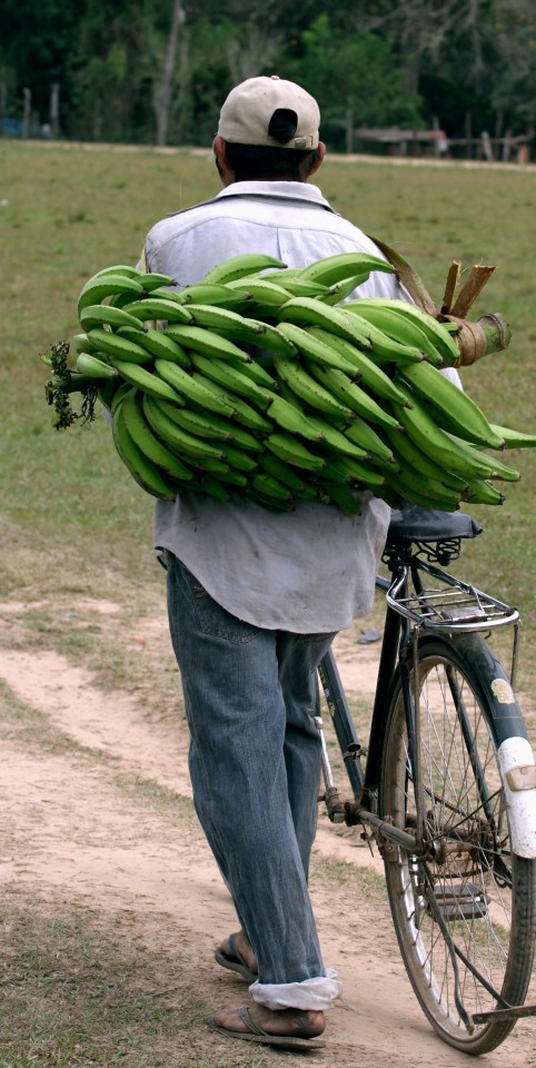 An indigenous man carrying plantain on his back