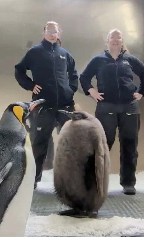 Staff at Sea Life Melbourne often take part in videos with the penguin, who has gained a cult following