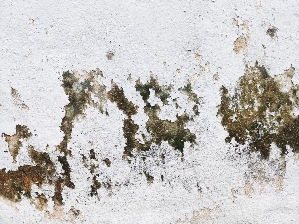 Close-up view of the moss and peeling painted white from the wall.