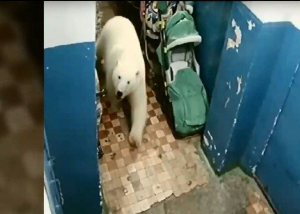 a polar bear walking through a hallway next to a stroller