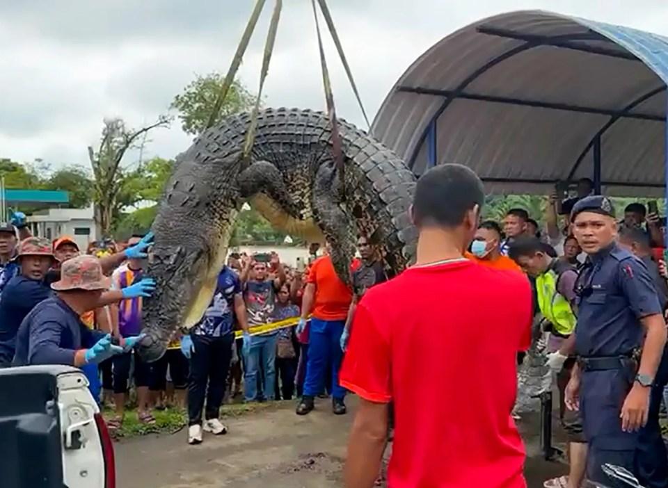 a man in a red shirt is holding a large crocodile