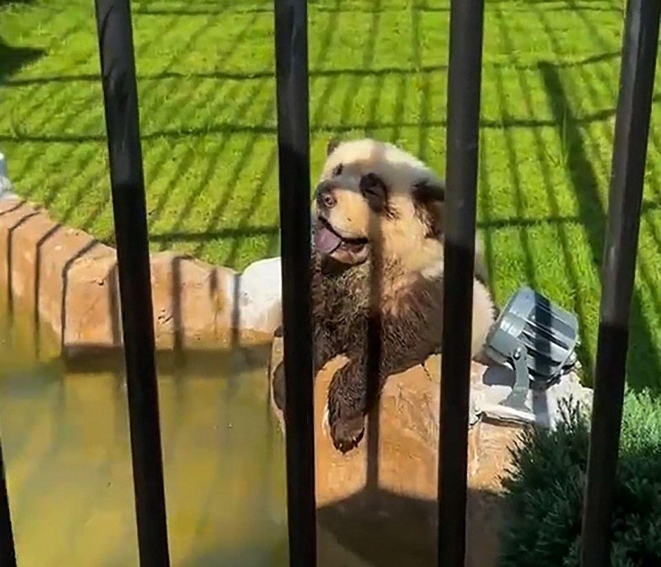 a bear is sticking its tongue out behind a fence