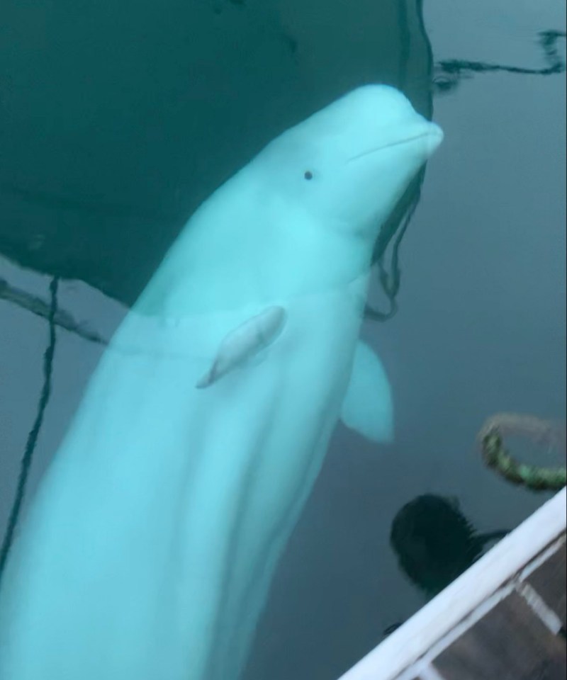 The friendly beluga stood at an impressive 14ft and weighed a staggering 2,700lbs