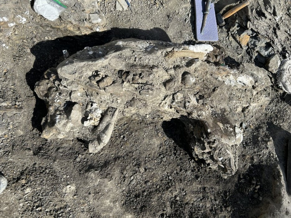 A 272kg dinosaur skull of a Pachyrhinosaurus has been unearthed in Canada