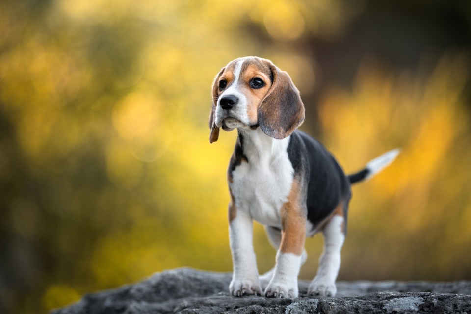 a beagle puppy standing on a rock looking at the camera