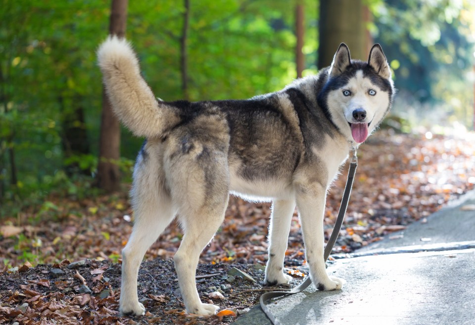 a husky dog on a leash standing on a sidewalk