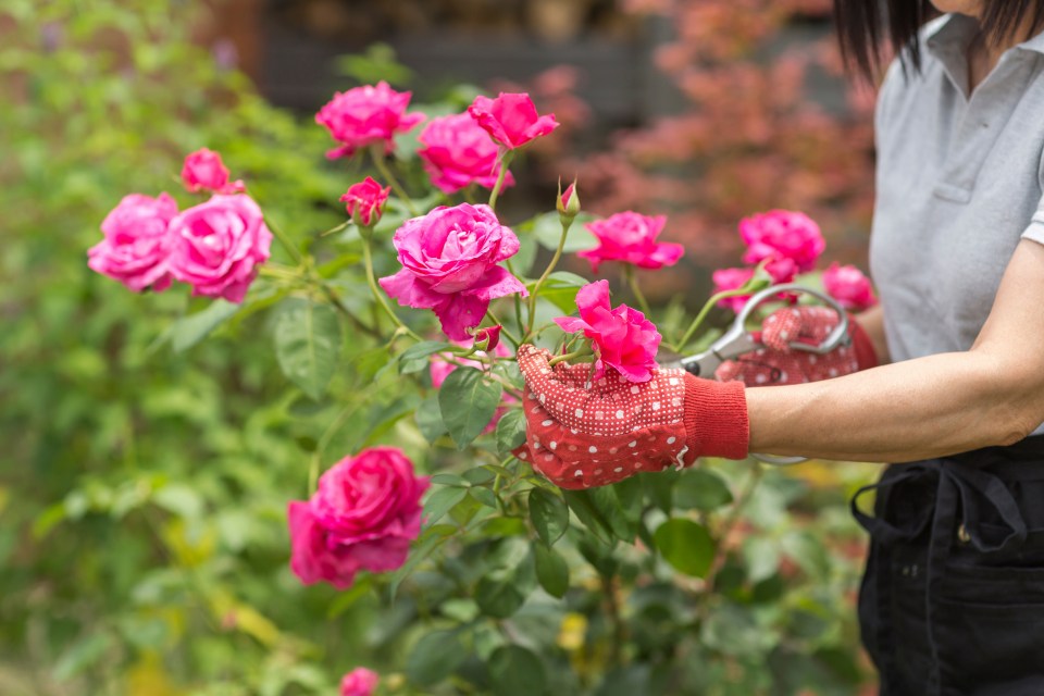 a woman wearing red gloves is cutting pink roses