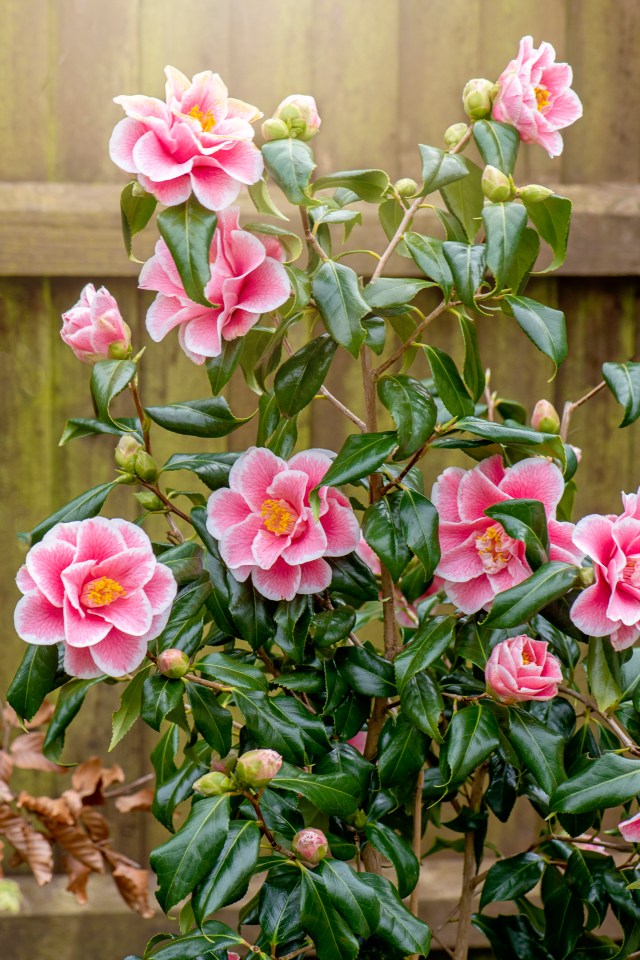 a bush with pink flowers and green leaves