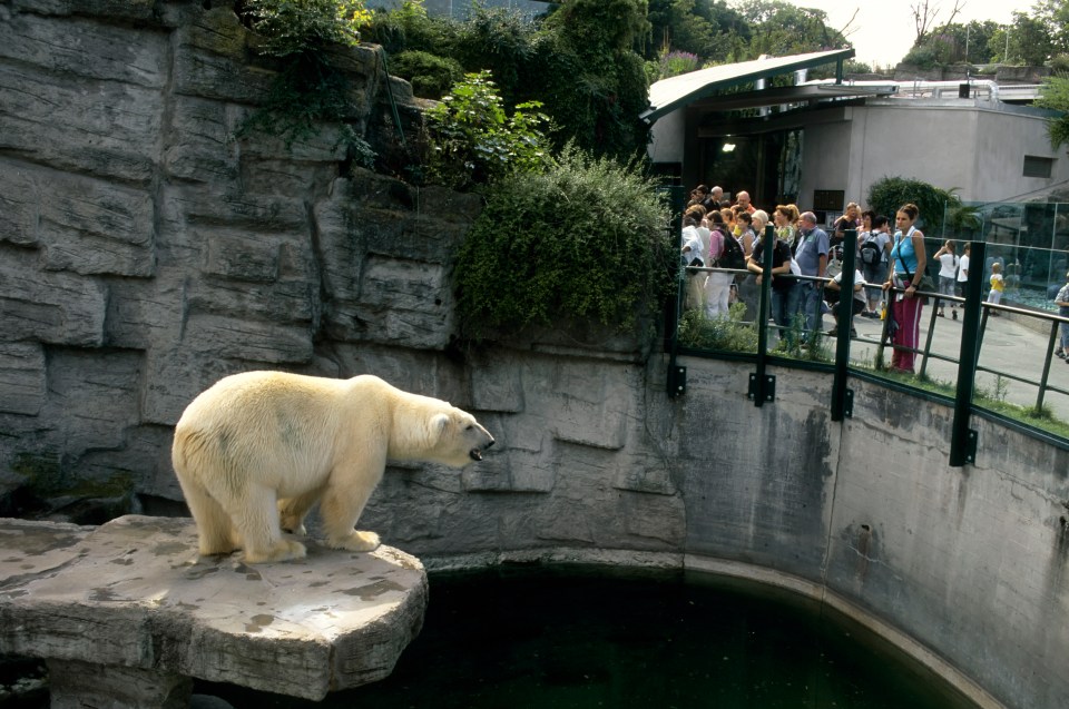 a polar bear stands on a rock in front of a crowd of people