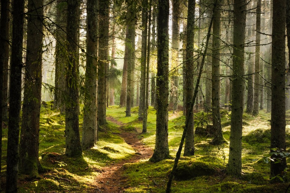 Forest bathing — hanging out in parks and woodlands — can also help banish stress and anxiety