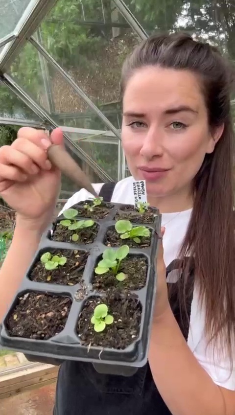 a woman is holding a tray of small plants in a greenhouse .