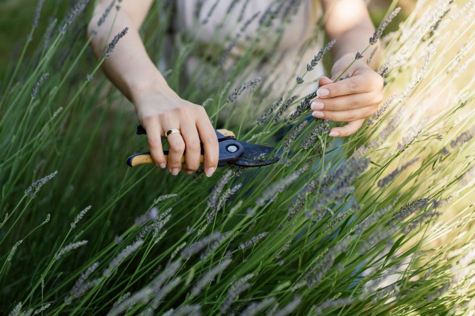 Now is a great time to prune lavender