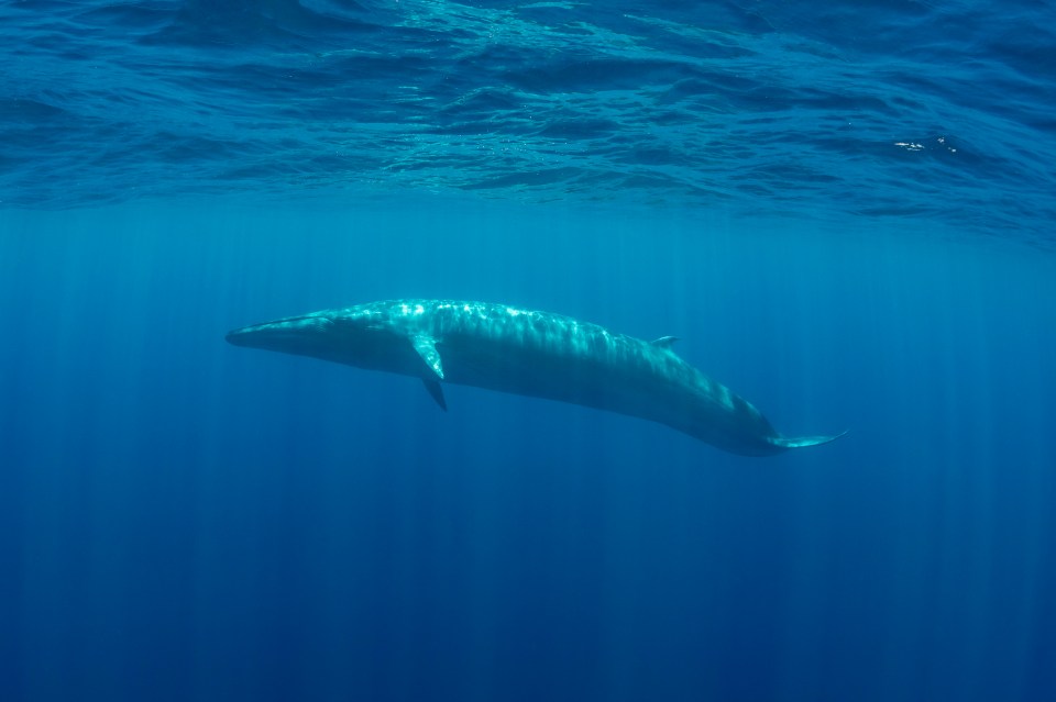 A new study suggests that Bryde's whales are responsible for the noise