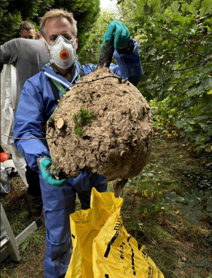 Last year, 72 nests were found and destroyed in the UK