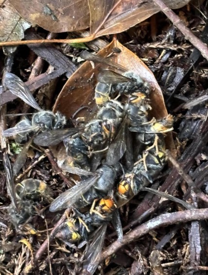 Just days ago a woman died after being stung several times by the Asian hornets