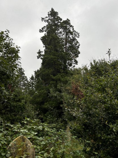 The nest was found in a UK town