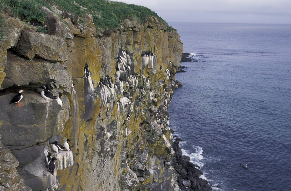 Saint Paul Island is part of the the Pribilofs Islands in the Bering Sea.