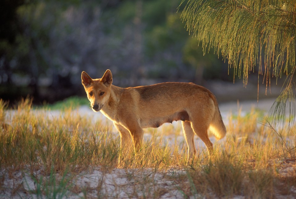 a brown dog standing in a field of tall grass