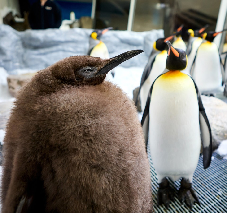 The "adorable" fluffy brown penguin Pesto enjoys internet stardom