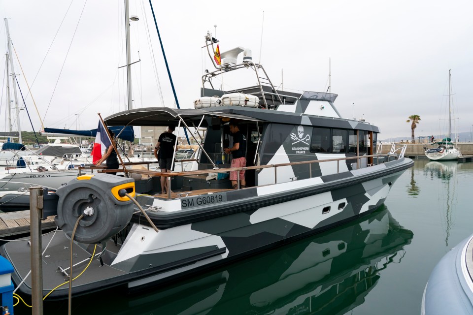 The team's goal is to protect the orcas and advise locals on how to react in case of an encounter