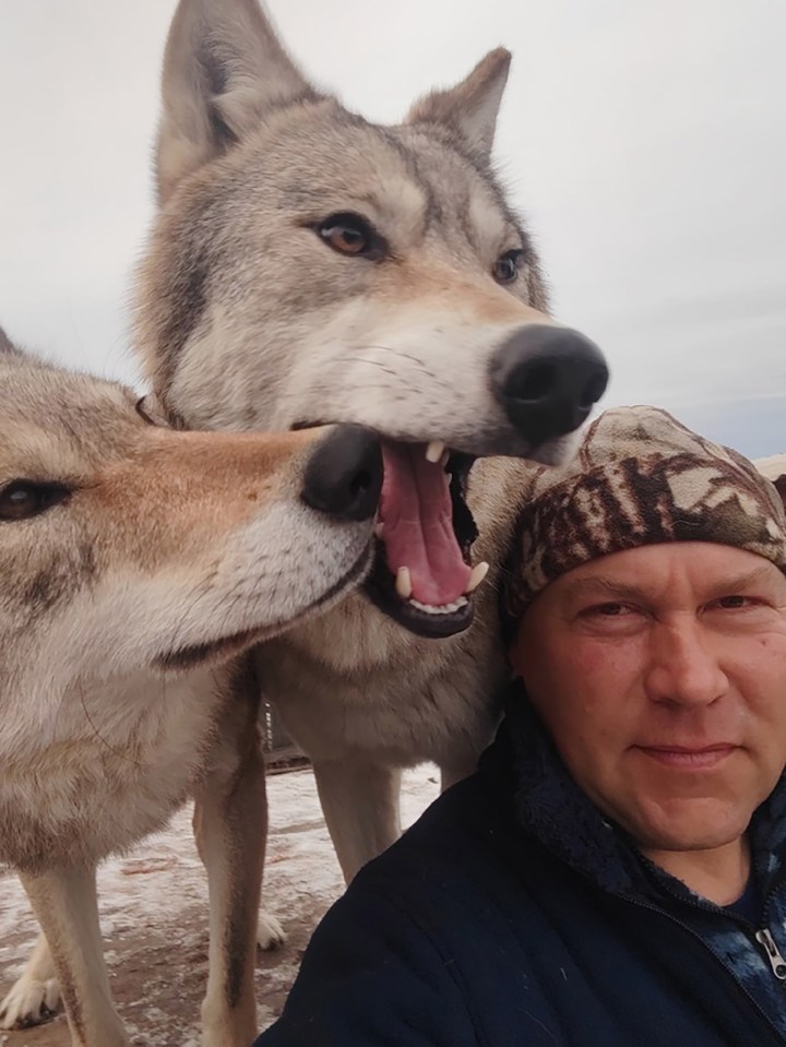 Wolf-tamer Aleksandr Konchakov raised two females that were rescued from Siberian region Khakassia