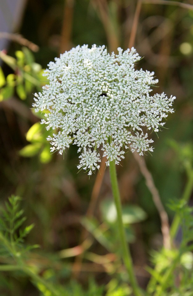 a close up of a white flower with a green background