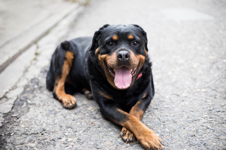 a black and brown dog with its tongue hanging out