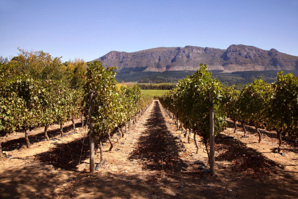 The new terminal building is set to be surrounded by vineyards