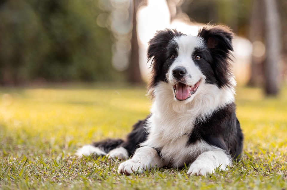 a black and white dog laying in the grass with its tongue out