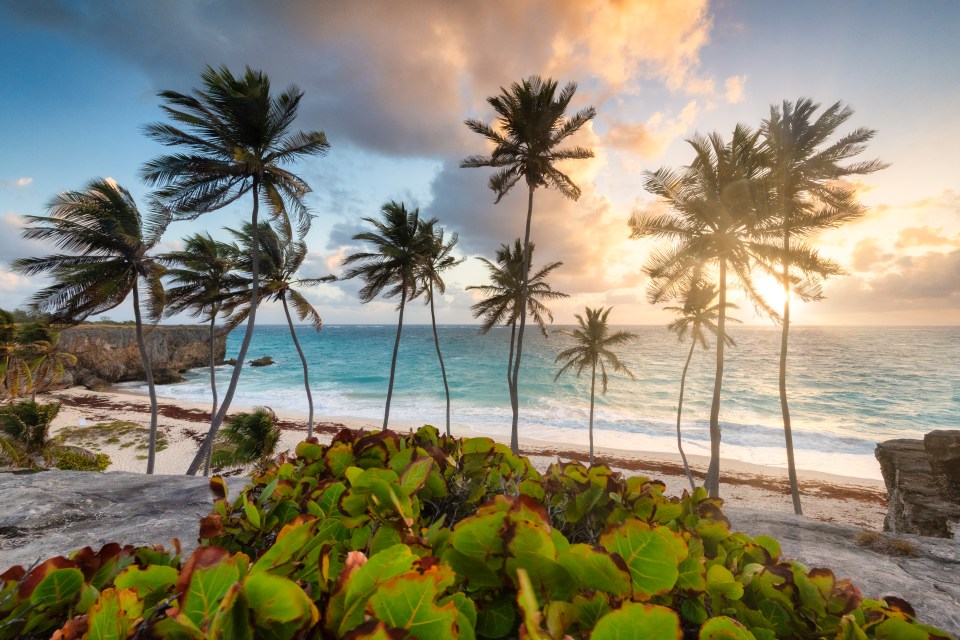 palm trees on a beach at sunset with a boat in the distance