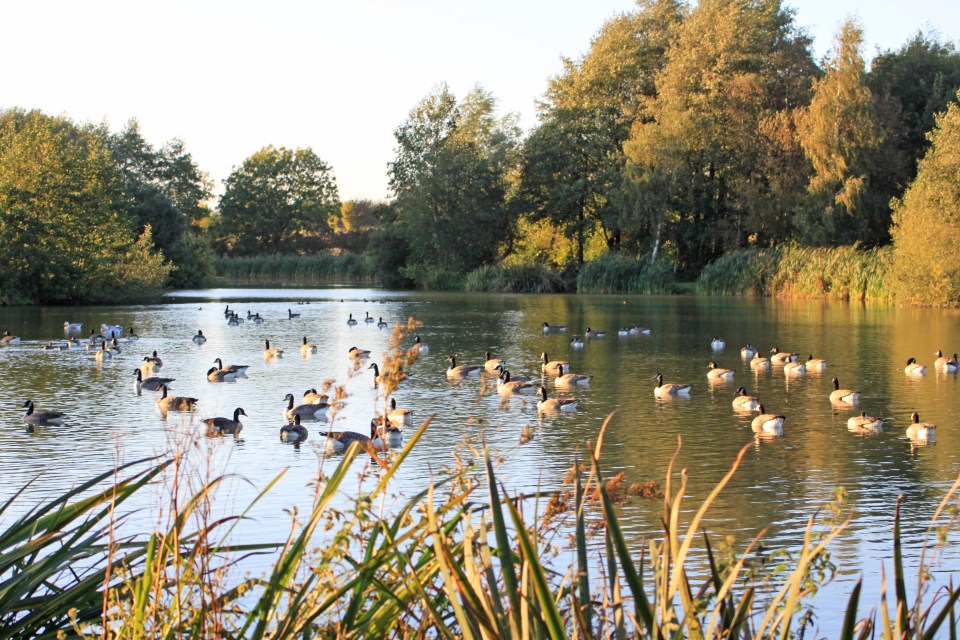 Brook Meadow is a dog-friendly glamping site in the UK which offers a taste of Africa