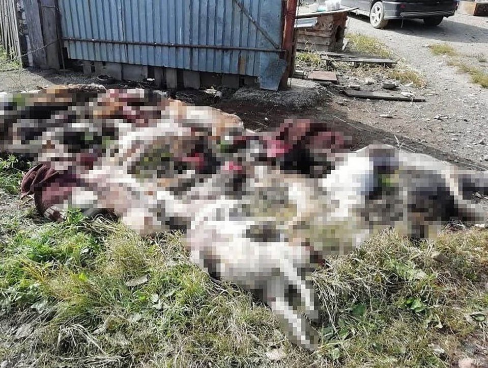 The vicious beast had killed 35 stray dogs at an animal shelter the day before