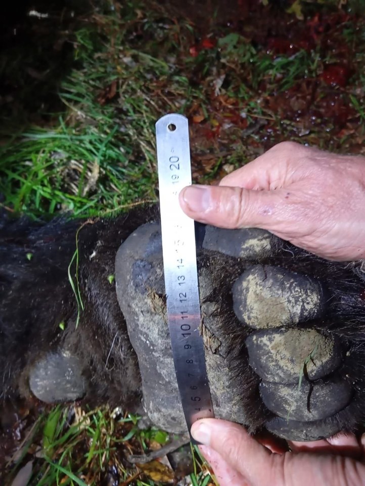 Bear expert Sergey Aramilev said the animal’s behaviour was not typical and possibly had rabies