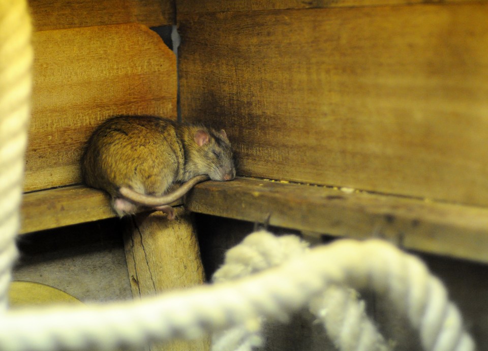 Sheds are one of the most common hiding spots of rats